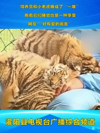 #饲养员和小老虎睡成了“一堆”  抱着它们睡觉也是一种享受 网友:“好有爱的画面”