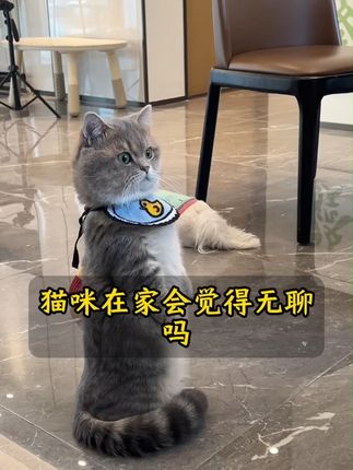 你出门后猫咪在家会觉得无聊吗,答案可能会颠覆你的认知 #新手养猫 #猫咪行为学 #科学养宠攻略 #猫咪爱吃的零食 #猫咪的迷惑行为