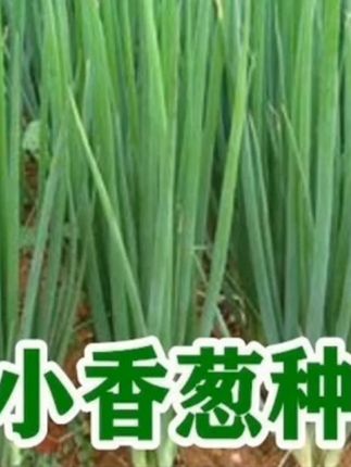 #四季小香葱