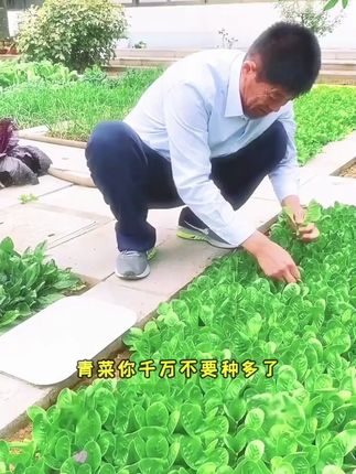 【5包】四季小香葱种子四季易种小香葱阳台室内盆栽 【下单就发3包】四季孔雀菜种子罗马菜脆甜直立生菜生菜沙拉菜种子,#孔雀菜种子 #阳台小院均可种植 #在家种菜 #超便宜超划算 #蔬菜种子