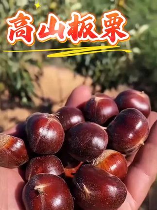 2025年云南新鲜板栗高山板栗3斤4.5斤装可蒸烤煎煮TY #栗子板栗# 话题