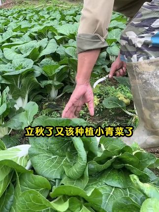 又该种小白菜了,推荐你重点这个#天池小白菜 #小白菜