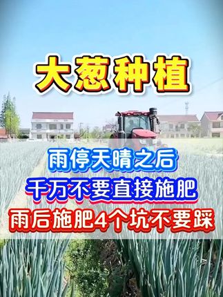 雨后天晴后直接给大葱施肥,大错特错 #大葱种植 #大葱施肥 #大葱干尖黄叶 #大葱高产管理 #种大葱