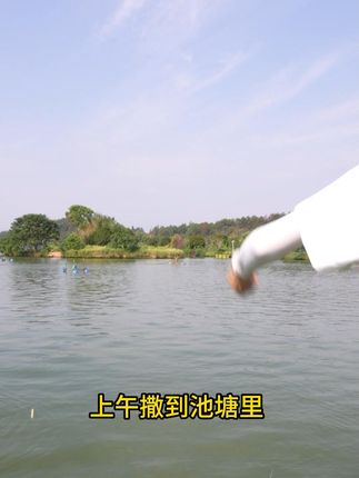 想要快速降解亚盐,那就来试试快克,不伤水不伤鱼,安全高效 #水产养殖 #四大家鱼养殖 #鱼虾蟹养殖