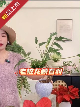 龙鳞小天使室内春雨桌面台易活观叶绿植盆栽提根室内吸甲醛盆栽 龙鳞小天使室内春雨桌面台易活观叶绿植盆栽提根室内吸甲醛盆栽 #好物推荐🔥 #龙鳞小天使 #老桩龙鳞春羽 #花卉绿植 #爱生活爱养花