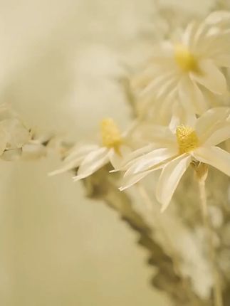 纯欲风内衣少女小胸聚拢显大半杯无肩带防滑上托美背透气文胸罩#纯欲风内衣 #小胸聚拢内衣 #无肩带内衣 #美背内衣 #透气内衣