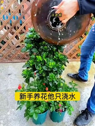 在家里养花,多做这一步很快枝繁叶茂花開爆盆 #养花小知识 #好物推荐🔥 #我的花花草草🌸🌸