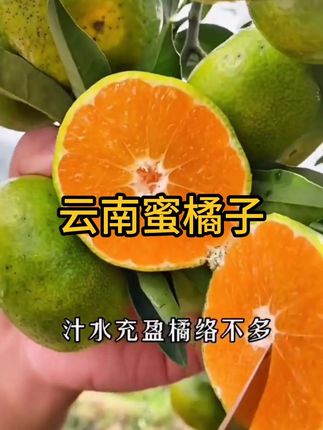 终于吃到了青皮蜜橘,皮薄肉嫩酸甜可口!我孕期就馋这一口!#青皮橘子 #橘子 #优质农产品 #口感特别好 #当季水果
