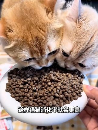 只需要14块8,你就可以买到快半斤多的麦富迪奶弗天然猫粮 #猫粮 #萌宠好物 #麦富迪 #奶弗 #天然粮