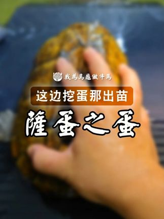 大块头的萨尔文蛋龟一窝能生几枚蛋呀? 边挖蛋边出苗,萨蛋其实很好养。别看它五大三粗看着凶悍,其实真的情绪稳定,性格温顺。#养龟日常 #乌龟 #蛋龟 #萨尔文蛋龟 #万物可爱计划