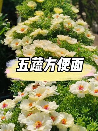 【整箱20包】五蔬面蔬菜面非油炸轻食代餐方便整箱批发 #蔬菜面 #五蔬面 #方便面