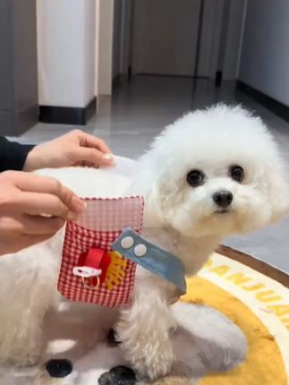 超可爱的小薯条胸背三件套穿出门遛遛真的太好看啦 #狗狗衣服 #萌宠好物 #这我的小狗快看啊