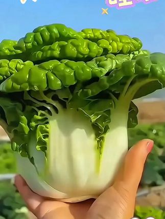 黄心乌菜黄心菜新鲜乌塌菜四季白菜冬天青菜蔬菜孑黑菜秋冬季#黄心乌菜 #新鲜 #四季 #白菜 #黄心菜