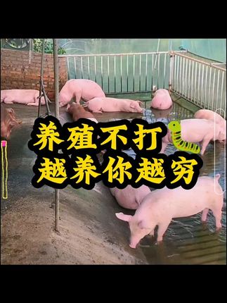 # 养猪 # 养猪人加油干 # 养猪人 # 猪喂什么饲料长得最快 # 喂猪人的日常生活不容易