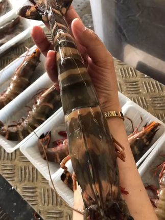 超大黑虎虾来了 小鱼小虾吃惯了来尝尝这个手臂一样大的黑虎虾,蒸煎烧烤都很美味,一只下肚吃下去的叫幸福#黑虎虾 #大虾 #海鲜