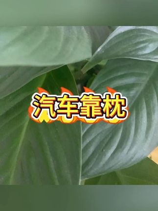 汽车头枕腰垫靠枕驾驶座椅 #腰垫靠背 #护腰设计 #车载腰部 #腰托护颈 #舒适驾驶
