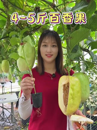 大果金蜜王百香果苗 单果重4-5斤 口感蜜甜好吃 嫁接苗好种植#百香果苗#大果百香果苗#果苗#树苗