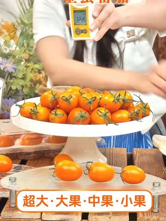 【顺丰】山努金蜜番茄水果西红柿皮脆肉软糯香甜多汁新鲜生吃小柿 【顺丰】山努金蜜番茄水果西红柿皮脆肉软糯香甜多汁新鲜生吃小柿子+下播就涨价!香甜果子赶紧拍!