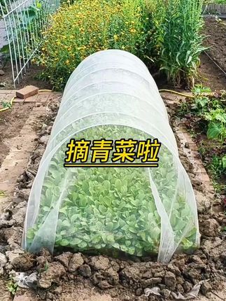 小青菜成功啦! #在家种菜 #我的小菜园 #蔬菜防虫网 #菜园防虫