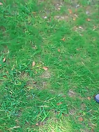 官方正版卡皮巴拉小黄豚花间眠眠系列毛绒玩具花朵玩偶摆件礼物