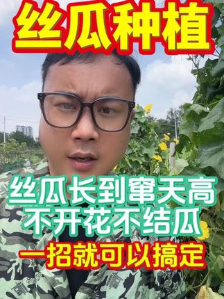 丝瓜长到窜天高不开花不结瓜一招就可以搞定#丝瓜高产#丝瓜种植技术#丝瓜#三农种植