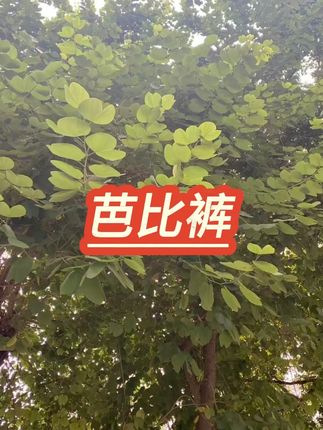 内裤二合一芭比裤 #骑行保暖裤 #秋裤内搭 #大码保暖