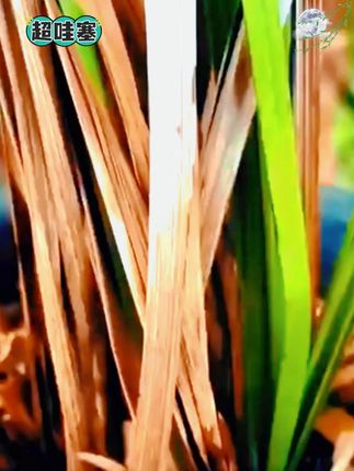 【兰花多箭素】兰花专用营养液催花延花期治黄叶专用液体肥通用型 #A股 #财经科普 #美国降息 #祖国强大 #牛市