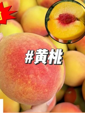 湖南怀化麻阳高山路天锦绣黄桃当季新鲜大果脆桃红心整箱#黄桃 #新鲜黄桃 #水果黄桃 #视频同款 #好物推荐