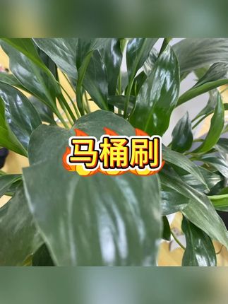 壁挂马桶刷 #卫生间清洁 #无死角设计 #免打孔安装 #简洁收纳 #清洁工具