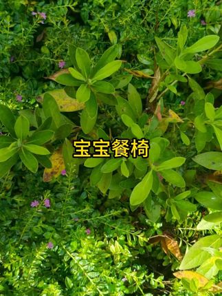 #宝宝餐椅 #餐椅 #宝宝餐椅推荐