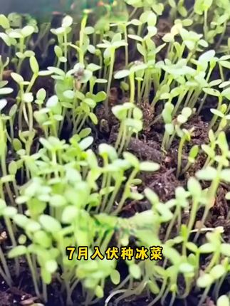 #水晶冰菜 全身布满冰晶,冰冰凉凉非常适合夏天吃#阳台花盆小院均可种植 #冰菜种子