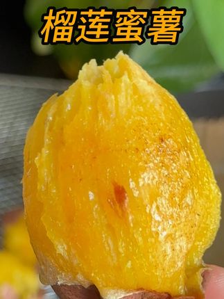 榴莲蜜薯正当季,烤出来流糖挂蜜,入口香甜细腻,软软糯糯的,真的是太好吃了! #优质农产品 #粗粮 #烤红薯 #榴莲蜜薯 #早餐吃什么