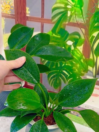 被绿植治愈的时光,总是格外温柔。金钻绿公主叶片如翠玉舒展,四季常青。它不仅好养易活,还能高效净化空气,吸附甲醛、苯等有害物质,为生活带来清新与静谧。#清新自然#大叶金钻绿公主#四季常绿#水培植物生态缸#水培