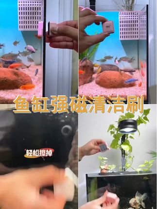 研鱼社鱼缸磁力刷,清洁新境界!水族清理神器,告别水渍 藻类烦恼,让鱼缸焕然一新 ! #鱼缸刷 #养鱼日记 #擦缸 #鱼缸磁力刷 #鱼缸除藻