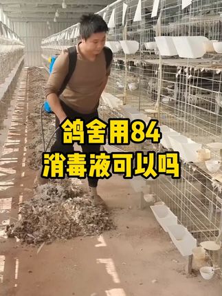 鸽舍用84消毒液可以吗? #鸽舍消毒 #养鸽人 #鸽子养殖技术 #信鸽赛鸽