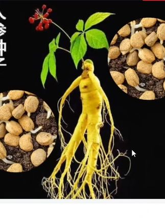 人参种子,家里阳台花盆就能种,营养丰富,易种植,好管理#人参苗 #家庭种植 #人参种子 #人参