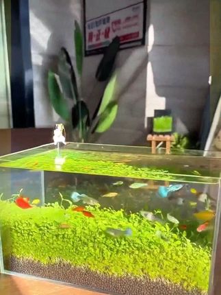 #水草缸 #微景观 #治愈系风景