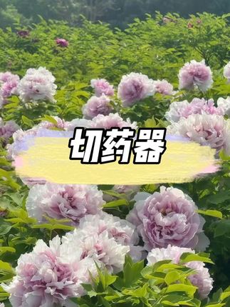 超好用的切药器分药盒 #药盒 #切药器 #分药器药盒 #切药器如何使用 #切药