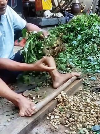摘花生神器#新农人计划2025#农业种植