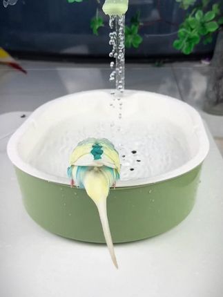 这个洗澡机你们一定要给“小鸡”安排,看它们已经玩疯了#鹦鹉 #鹦鹉洗澡神器  #鹦鹉洗澡机  #鸟用洗澡盆