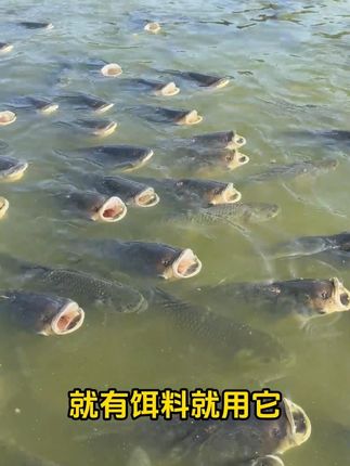 培育天然饵料给花白鲢摄食用利饵多肽#威立妙 #水产养殖 #鱼塘