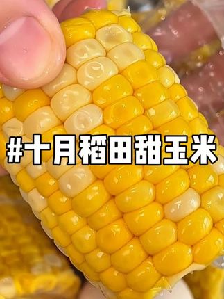 #十月稻田 家脆甜爆汁的#水果玉米 真的老好吃了!#粗粮 #玉米 #零食推荐