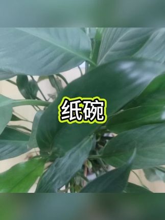 带盖纸碗 #环保打包 #圆形碗 #家用商用