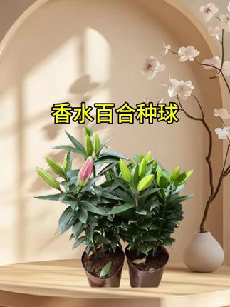 #爱生活爱养花 #爱生活爱鲜花 #花卉绿植 #我的花花草草🌸🌸 #百合花