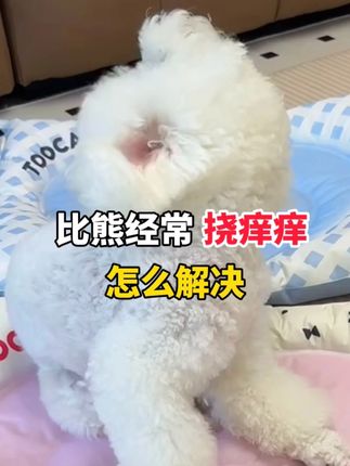 比熊经常挠痒痒要怎么解决 #狗狗挠痒痒 #狗狗止痒 #狗狗挠痒痒