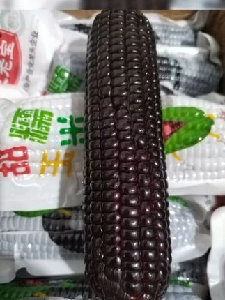 东北鲜采粘糯黑糯玉米 黑糯玉米吃一次就爱上的糯香黑玉米,软糯香甜!早餐晚餐当作主食,好吃健康又有营养#粗粮 #软糯香甜 #甜糯玉米营养零食 #五谷杂粮 #无添加