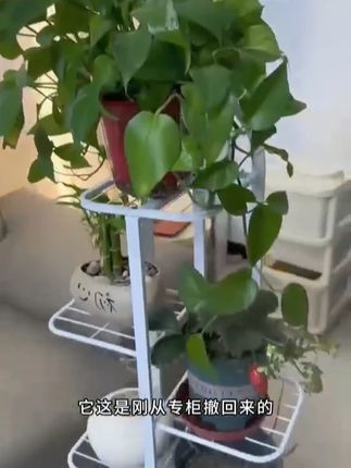 客厅角落空荡荡?放一个简约立式花架,一盆绿植就能提升整个家的气质