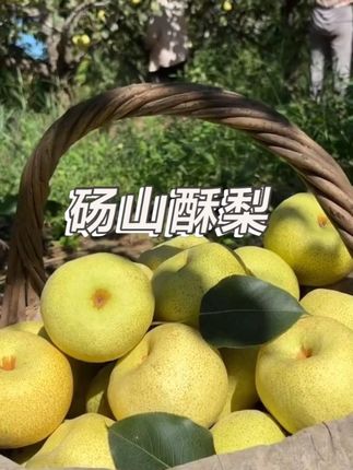 砀山酥梨雪花梨,一口爆汁,快来尝尝吧#雪花梨 #吃梨的好处 #梨 #脆甜多汁