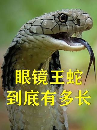 眼镜王蛇到底多长? #古生物 #眼镜王蛇 #自然奇境科普季 #神奇动物在抖音 #科普