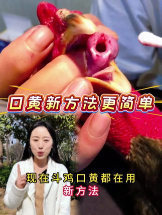 #斗鸡 #斗鸡文化 #斗鸡爱好者 #斗鸡养殖 #斗鸡养殖技术